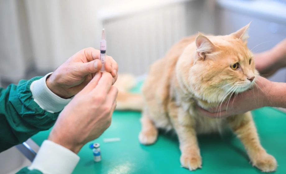 Védőoltás kinti, benti macskának