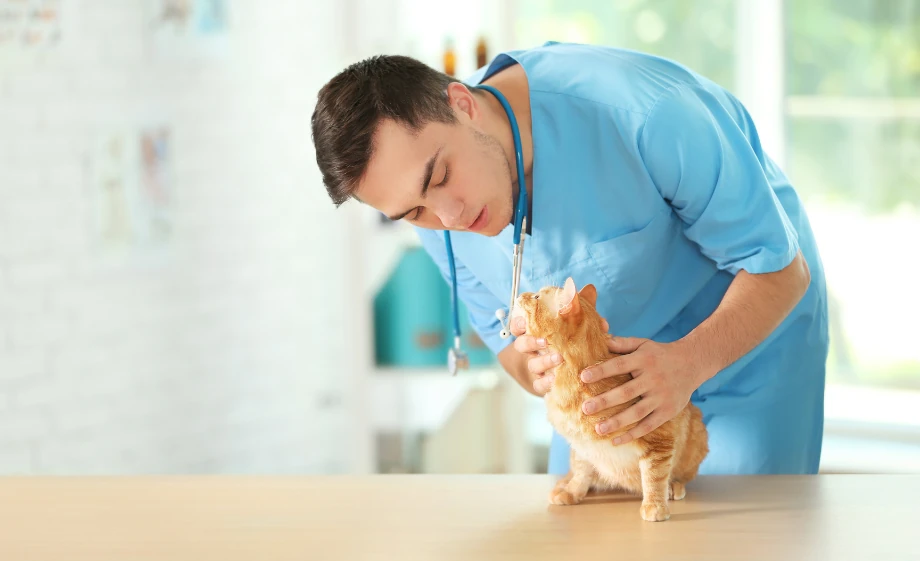 Védőoltás macskáknak megelőző vizsgálattal