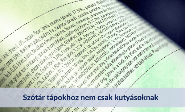 Mire figyelj, ha kiskutya érkezik a családba?