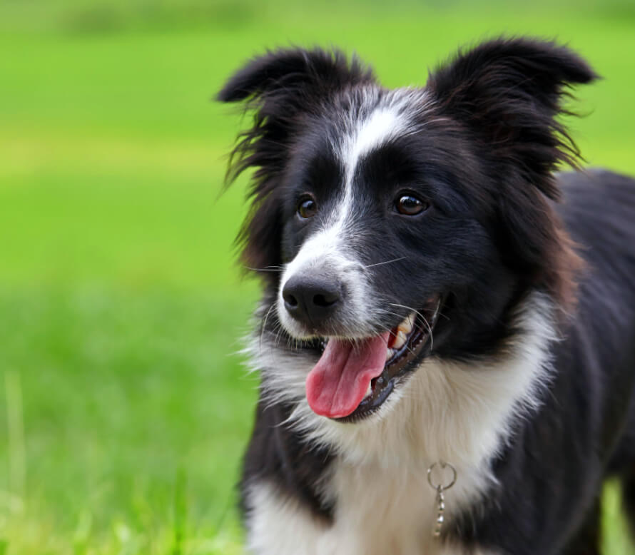 Border collie fajtaleírás | Grandopet.hu