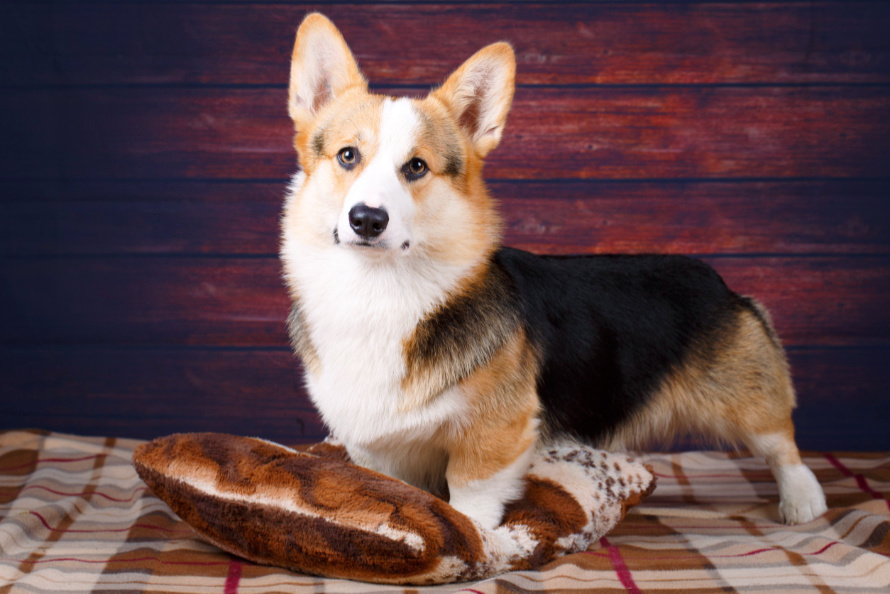 Pemb Rake Pembroke Welsh Corgi fajtaleírás | Grandopet.hu