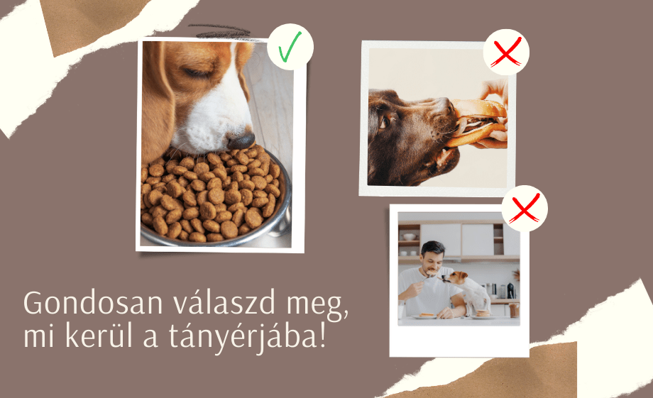 A kutya helyes etetése