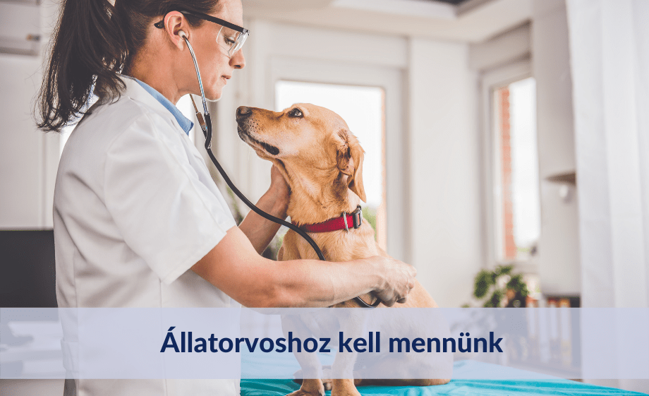 Állatorvoshoz kell mennünk, mit tegyek előtte?