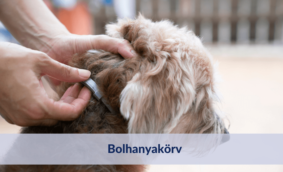 Bolhanyakörv