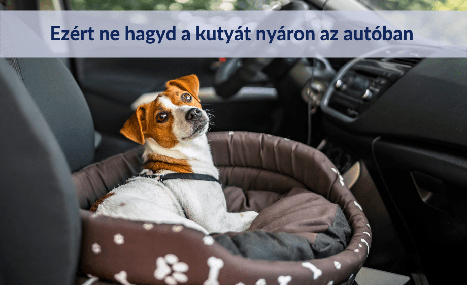 Ezért ne hagyd a kutyát nyáron az autóban!