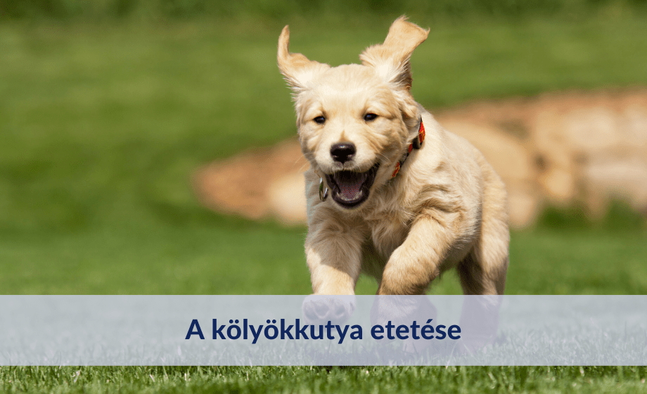 kölyökkutya etetése