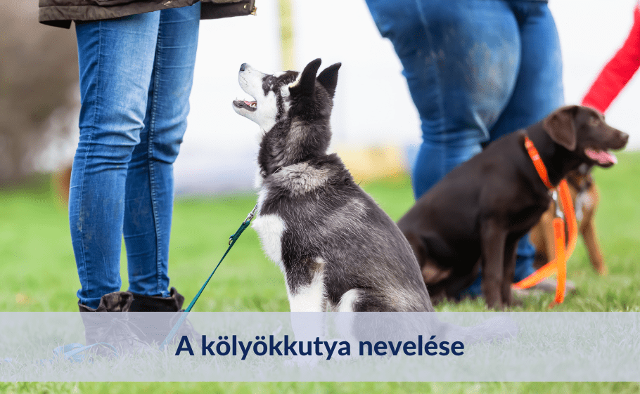 Kölyökkutya nevelése