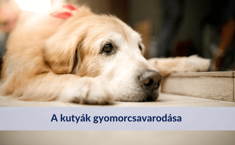 A kutyák gyomorcsavarodása