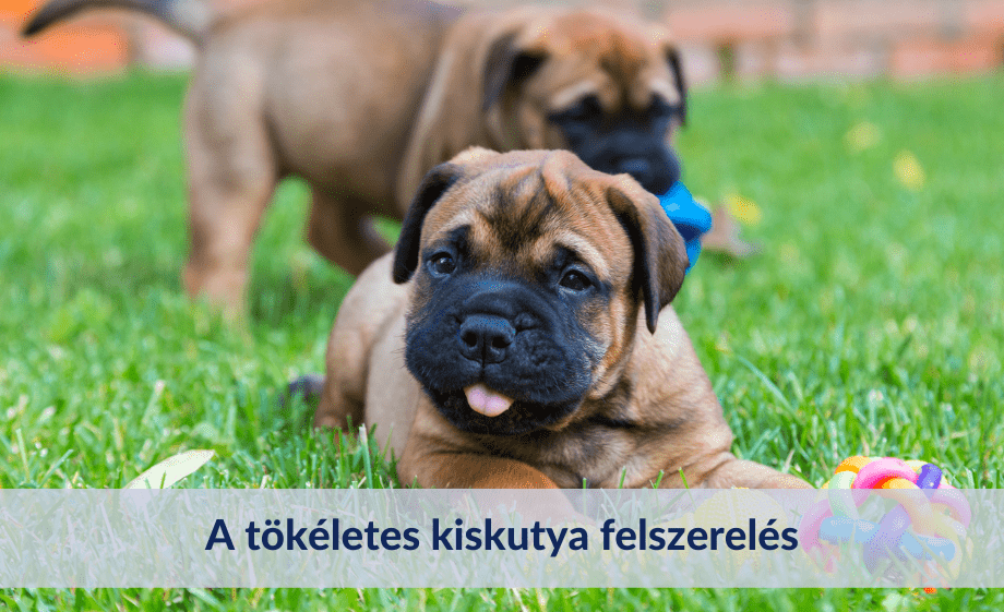 Kiskutya felszerelések