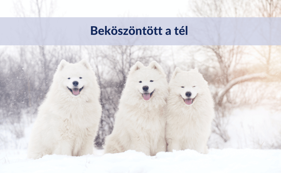 Beköszöntött a tél – de elég-e egy kutyabunda kedvenceink egészségének megóvására?