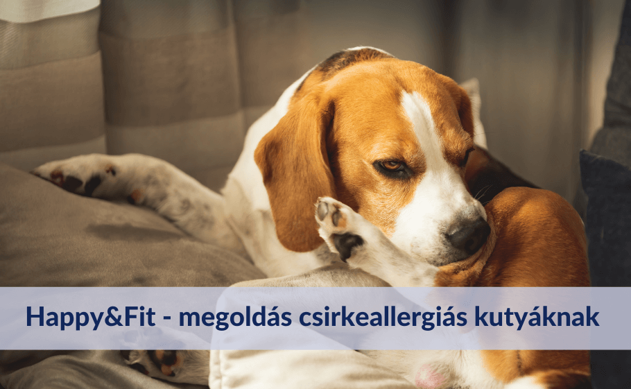 Happy&Fit - megoldás csirkeallergiás kutyáknak