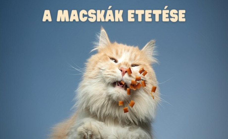 Hogyan etessük a macskánkat | Grandopet blog