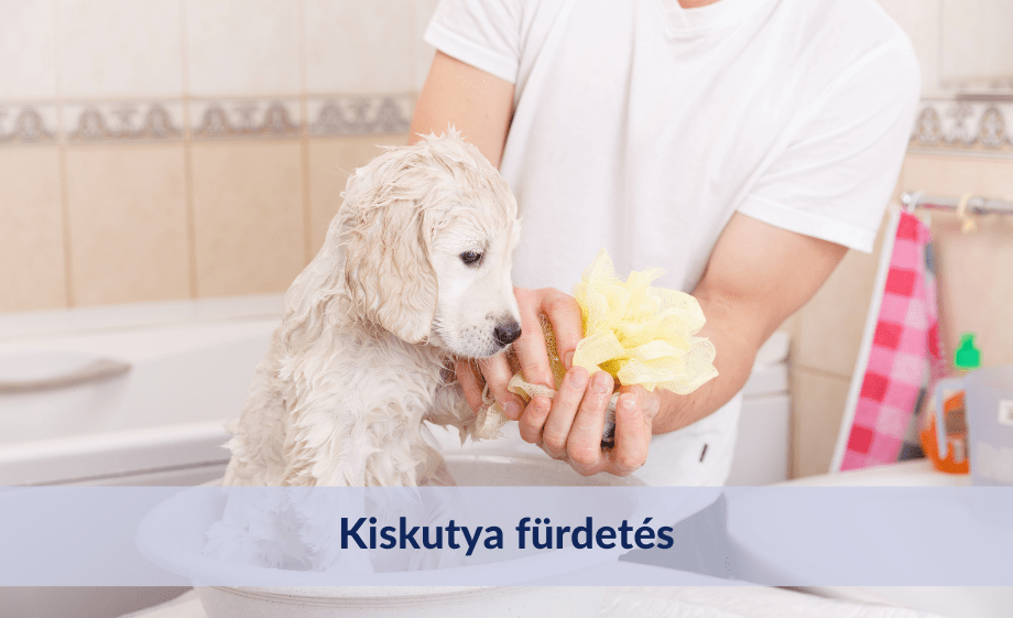 Kiskutya fürdetése