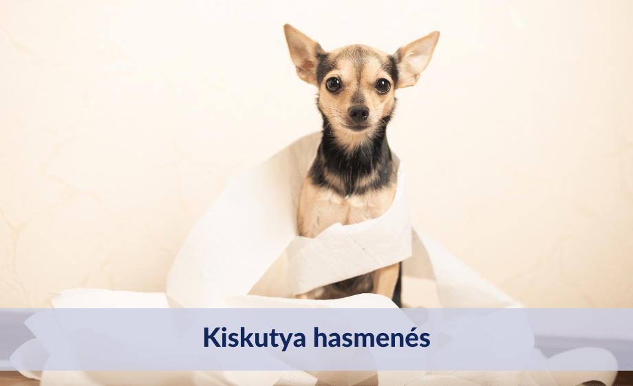 Kiskutya hasmenés okai, tünetei, kezelése