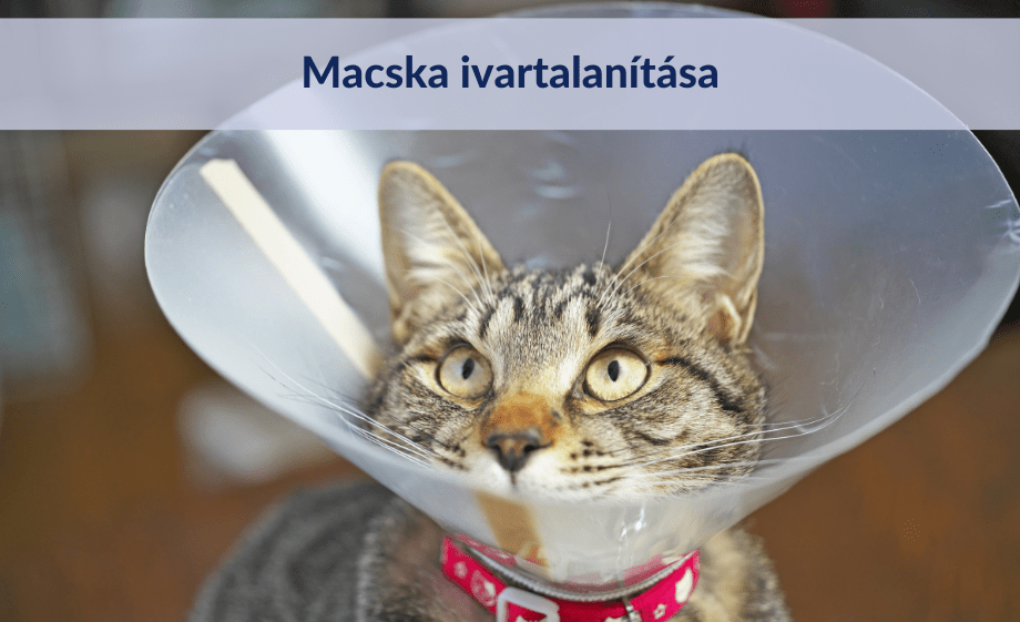 Macska ivartalanítás vagy sterilizálás?