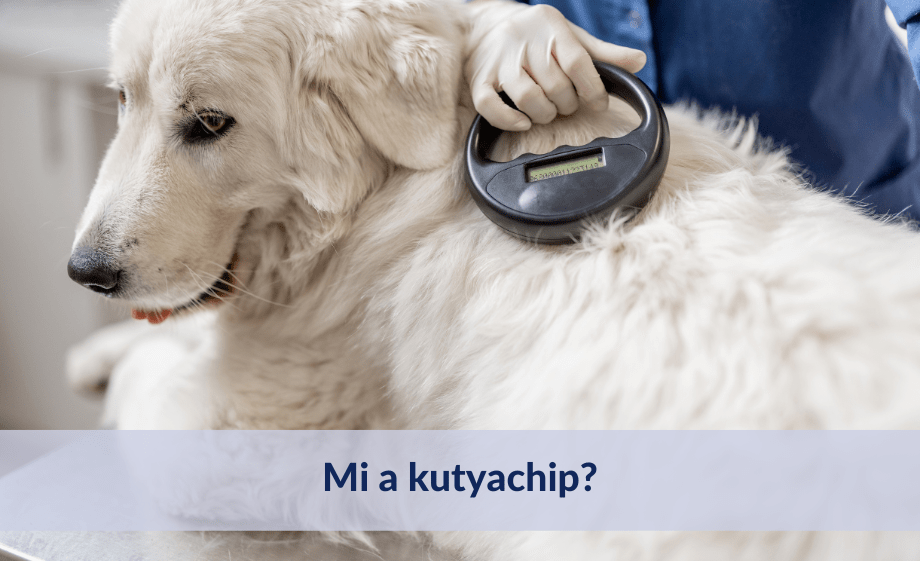 Kutya chip: minden, amit tudni kell