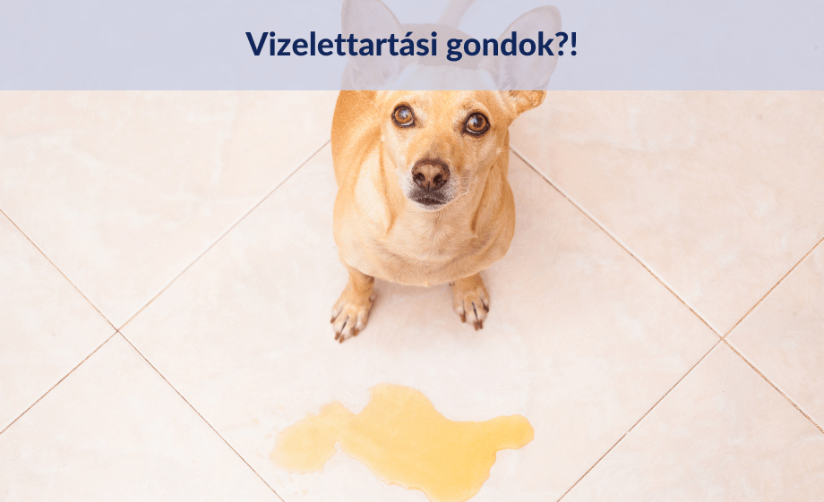 Bepisil a kutya? Milyen okok állnak a kutya vizelettartási problémái mögött?