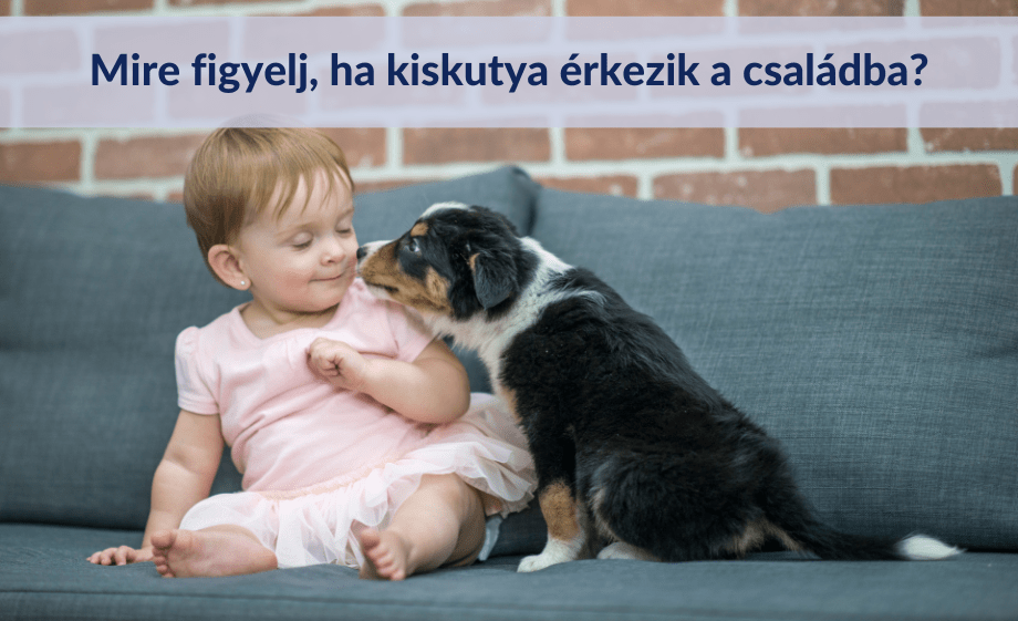 Mire figyelj, ha kiskutya érkezik a családba?