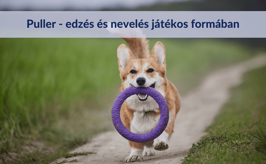 Puller - edzés és nevelés játékos formában