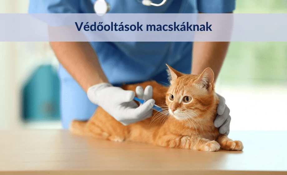 Védőoltások macskáknak: Minden, amit tudnod kell