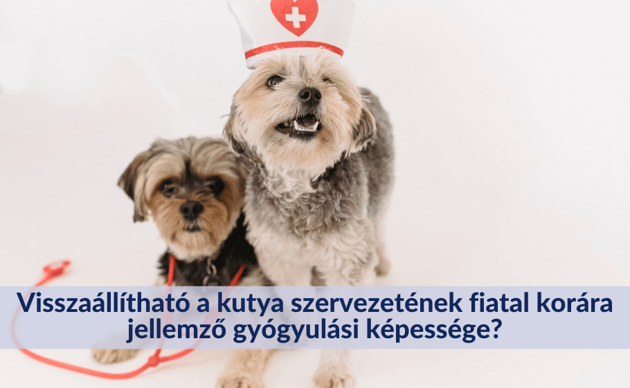 Visszaállítható a kutya szervezetének fiatal korára jellemző gyógyulási képessége?