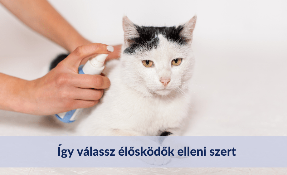 Így válassz élősködők elleni szert kedvencednek