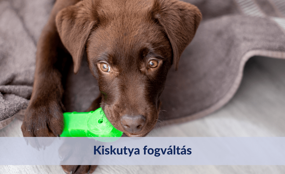 Kölyökkutya fogváltása - információk és tippek