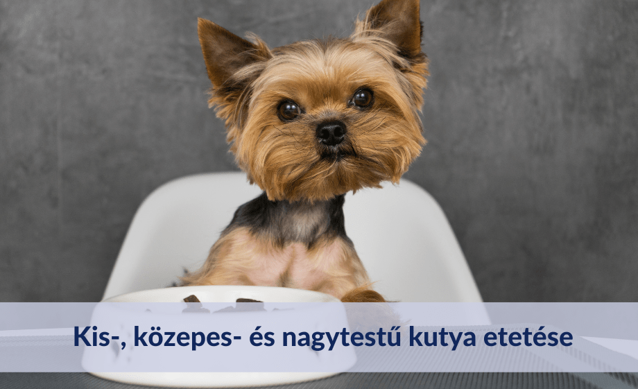 Mi a különbség a kis-, közepes- és nagytestű kutya etetése között?