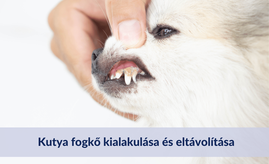 Kutya fogkő kialakulása és eltávolítása