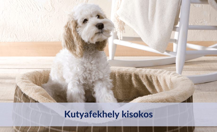 Kutyafekhely kisokos