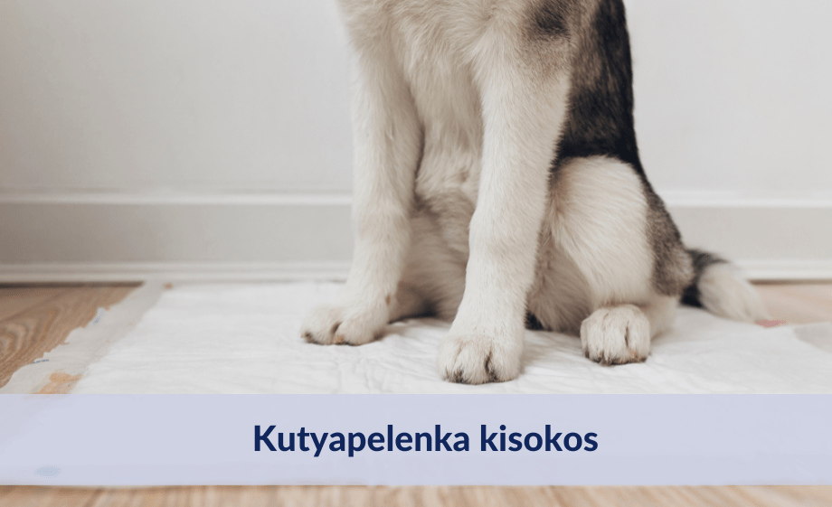 Kutyapelenka kisokos - minden, amit tudnod kell róla!