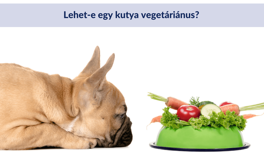 Lehet-e egy kutya vegetáriánus?