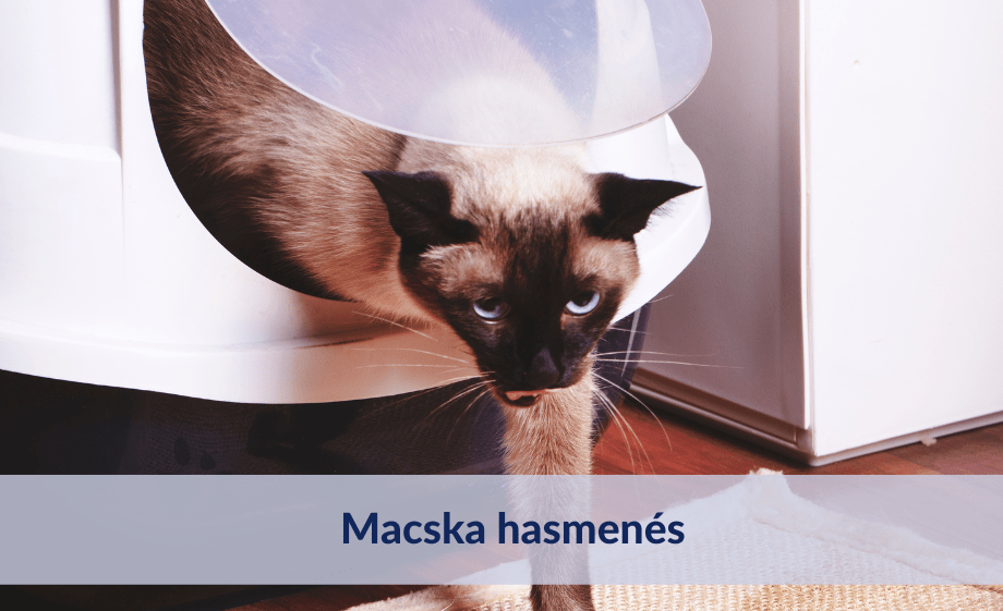 macska