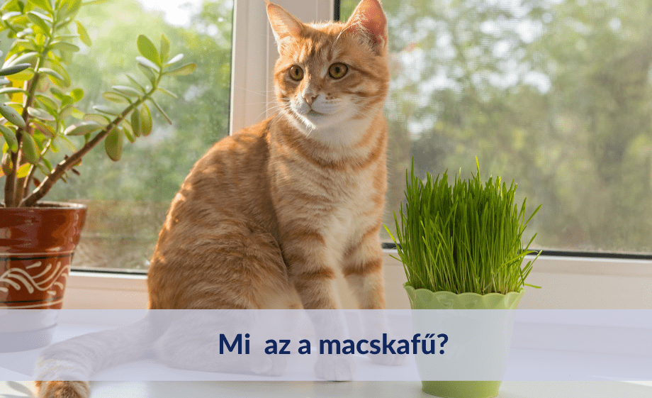 Mi az a macskafű? Hogyan termeszd otthon?