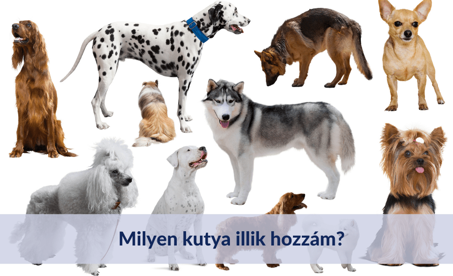 Milyen kutya illik hozzám?