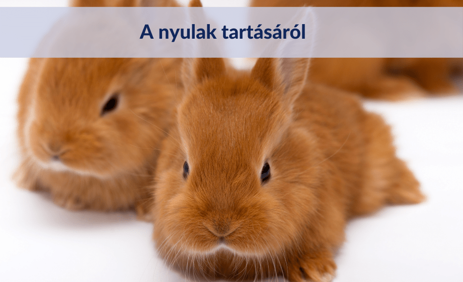 Erre figyelj, ha nyuszit szeretnél tartani