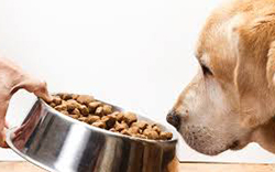 A táplálékkal összefüggő dilatációs cardiomyopathia kutyákban: mit tudunk róla?
