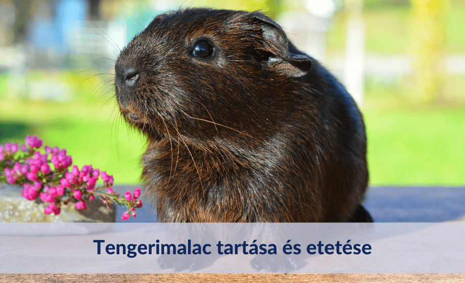 Tengerimalac tartása