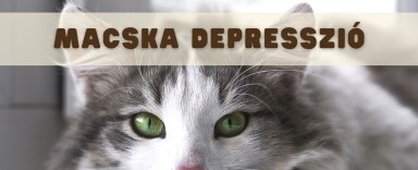 A macska depresszió