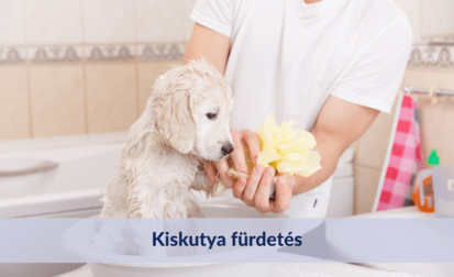 Kiskutya fürdetése