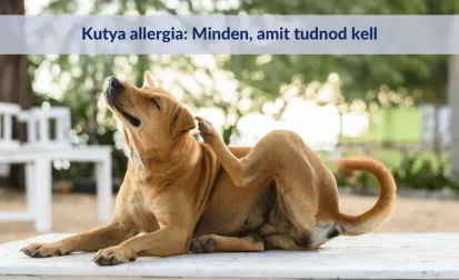 Kutya allergia: Tünetek, diagnózis, kezelés. Minden, amit tudni kell!