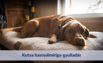 Kutya hasnyálmirigy-gyulladás felismerése, kezelése és megelőzése