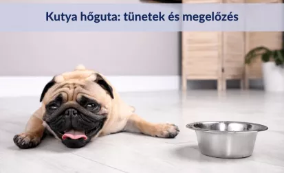 Hőguta kutyáknál: tünetek és megelőzés