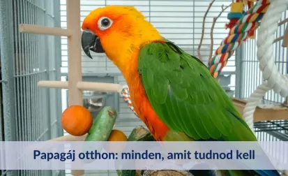 Papagáj otthon: minden, amit tudnod kell