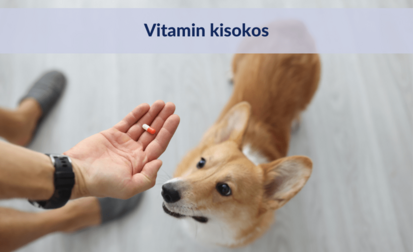 Kutya vitamin kisokos