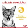 Royal Canin Sensory Taste Jelly 12x85g - zselés nedves táp felnőtt macskák részére